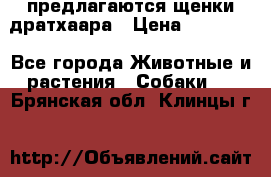 предлагаются щенки дратхаара › Цена ­ 20 000 - Все города Животные и растения » Собаки   . Брянская обл.,Клинцы г.